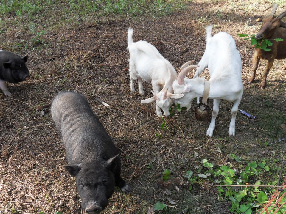 7. 8. 2012 - foto povečava