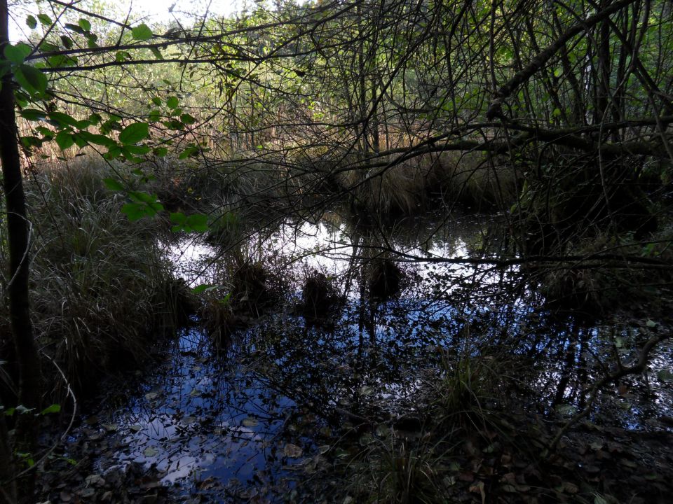 8. 10. 2012 - foto povečava