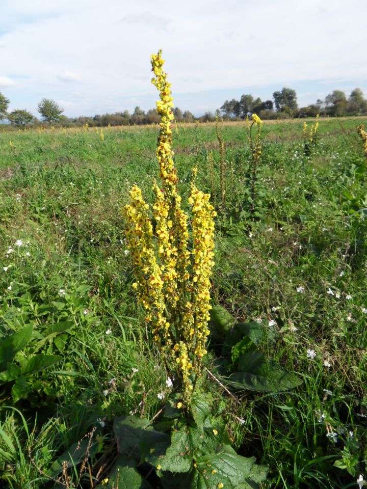 8. 10. 2012 - foto povečava