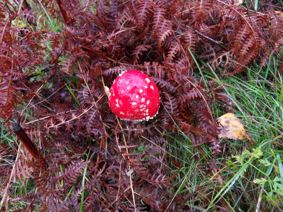 16. 10. 2012 - foto povečava