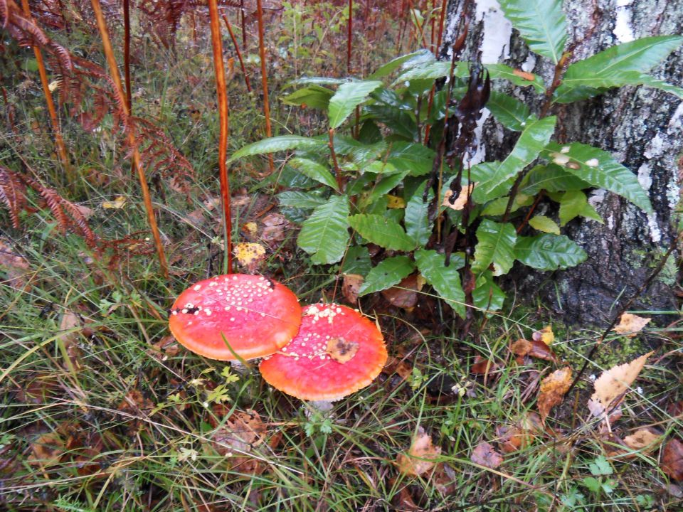 16. 10. 2012 - foto povečava