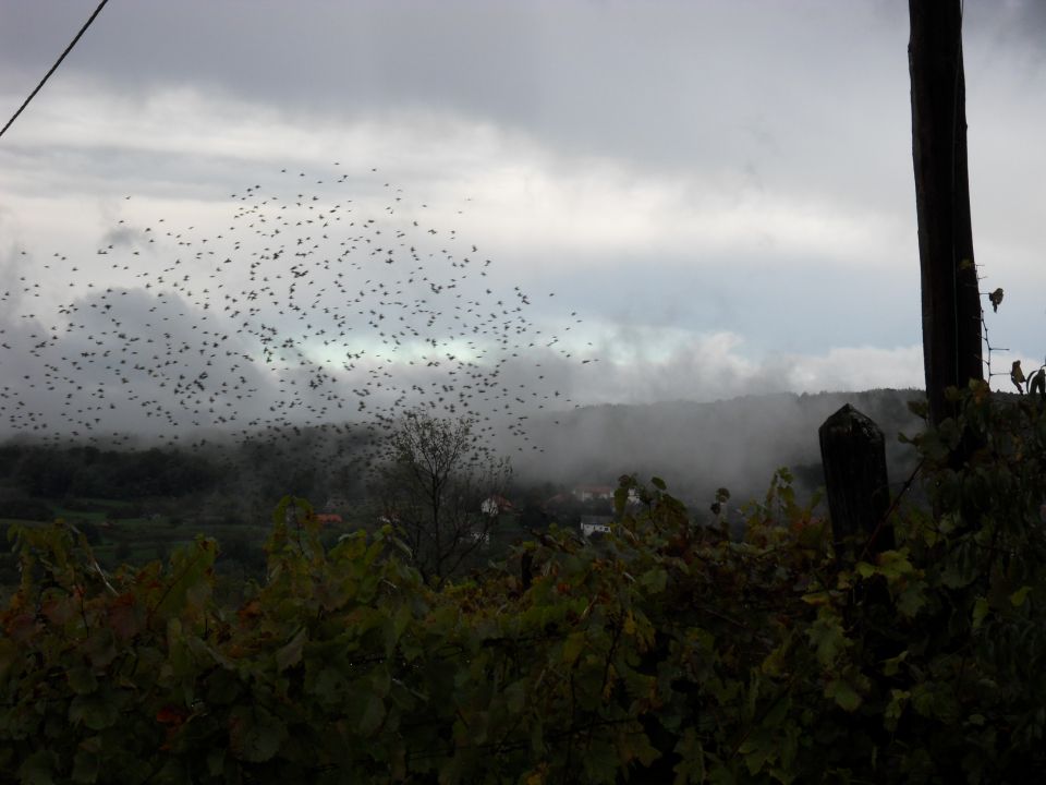 16. 10. 2012 - foto povečava