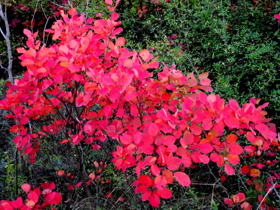 20. in 21. 10. 2012 - foto povečava