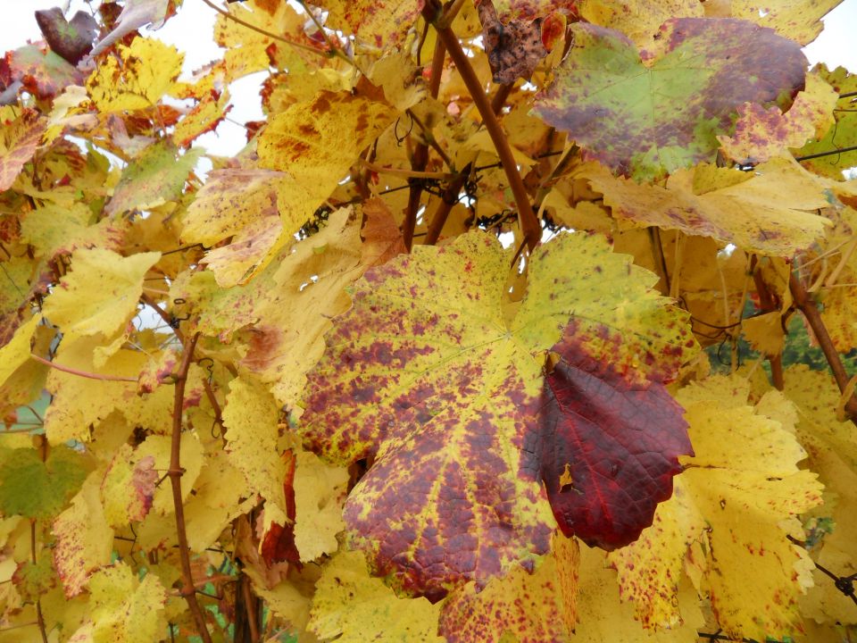 27. in 28. 10. 2012 - foto povečava