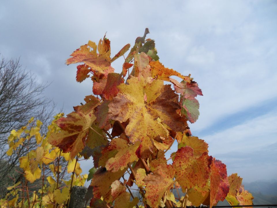 27. in 28. 10. 2012 - foto povečava