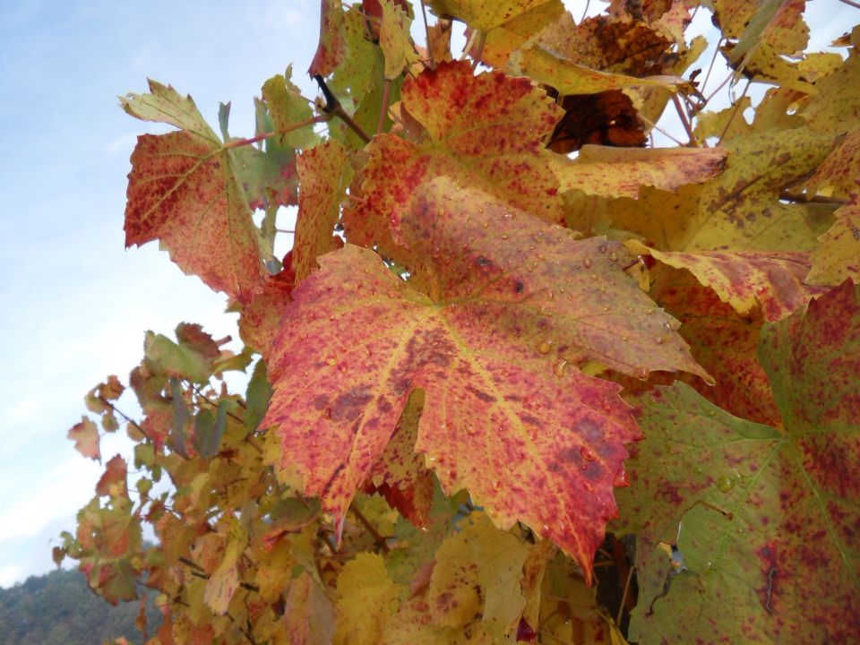 27. in 28. 10. 2012 - foto povečava