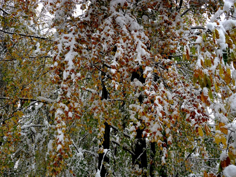 29. 10. 2012 - foto povečava