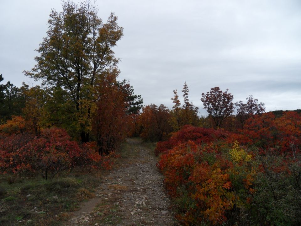 12. 11. 2012 - foto povečava