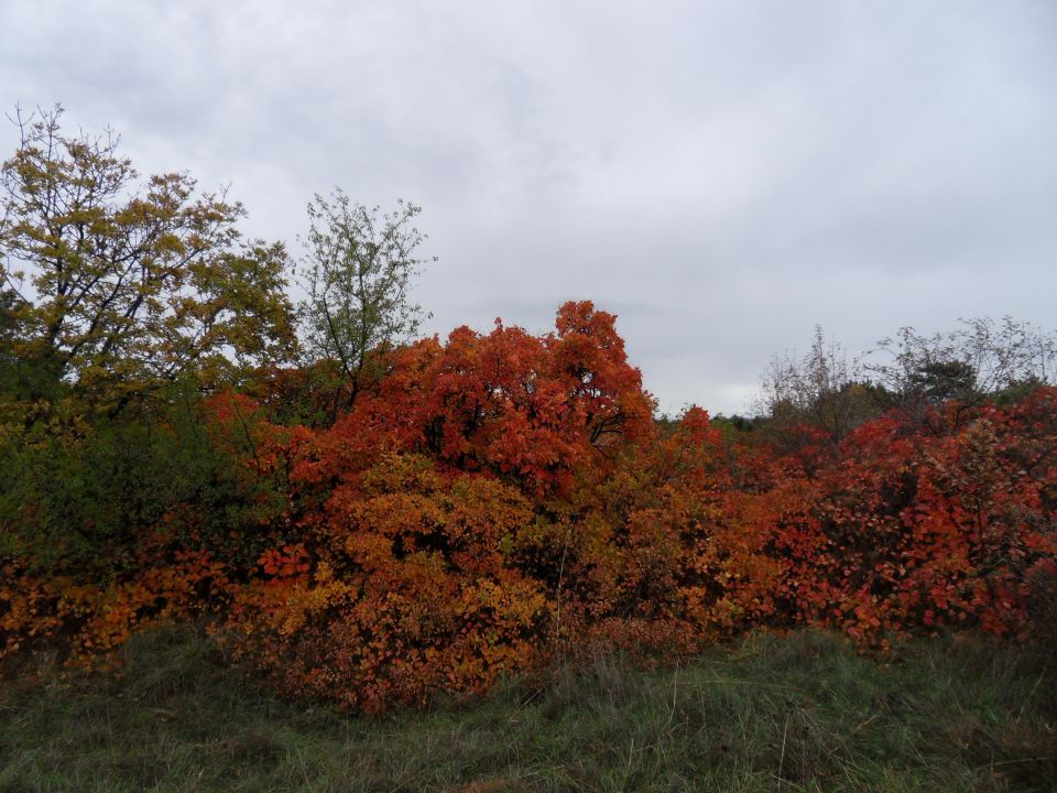 12. 11. 2012 - foto povečava