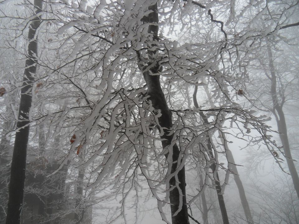 18. 12. 2012 - foto povečava