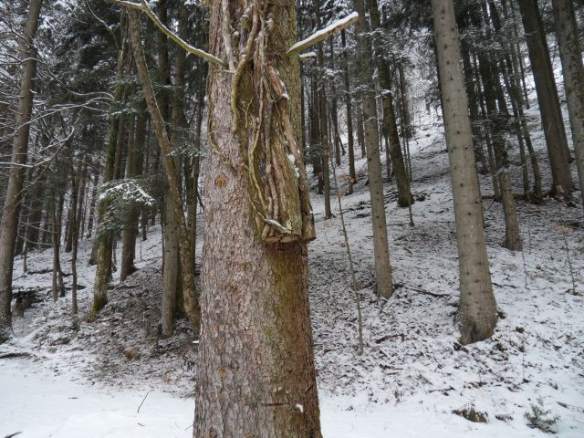11. 2. 2013 - foto