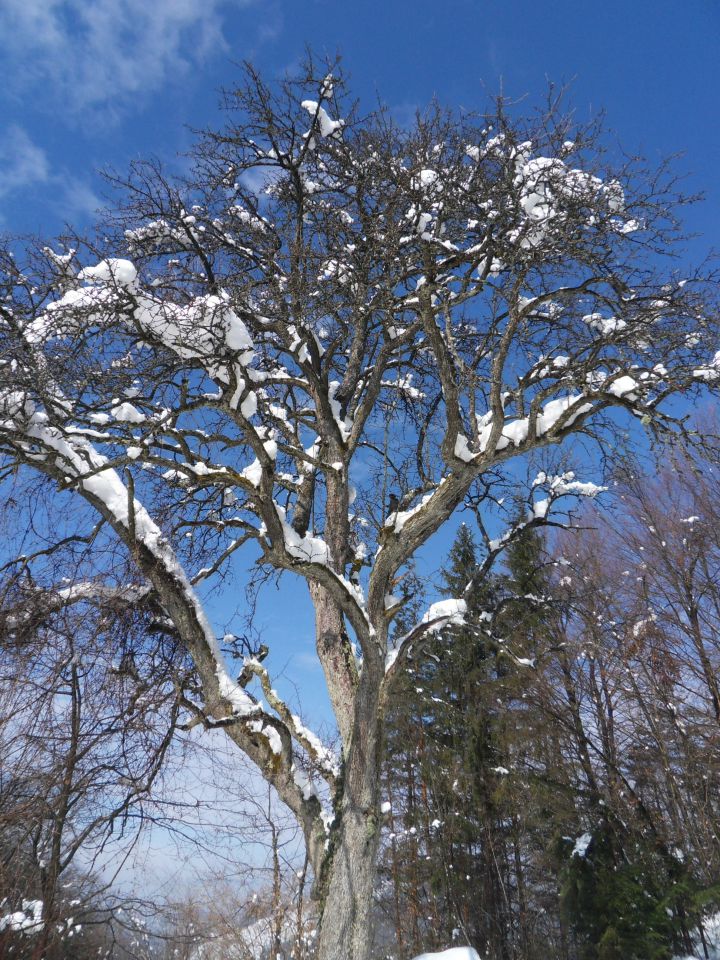 25. 2. 2013 - foto povečava