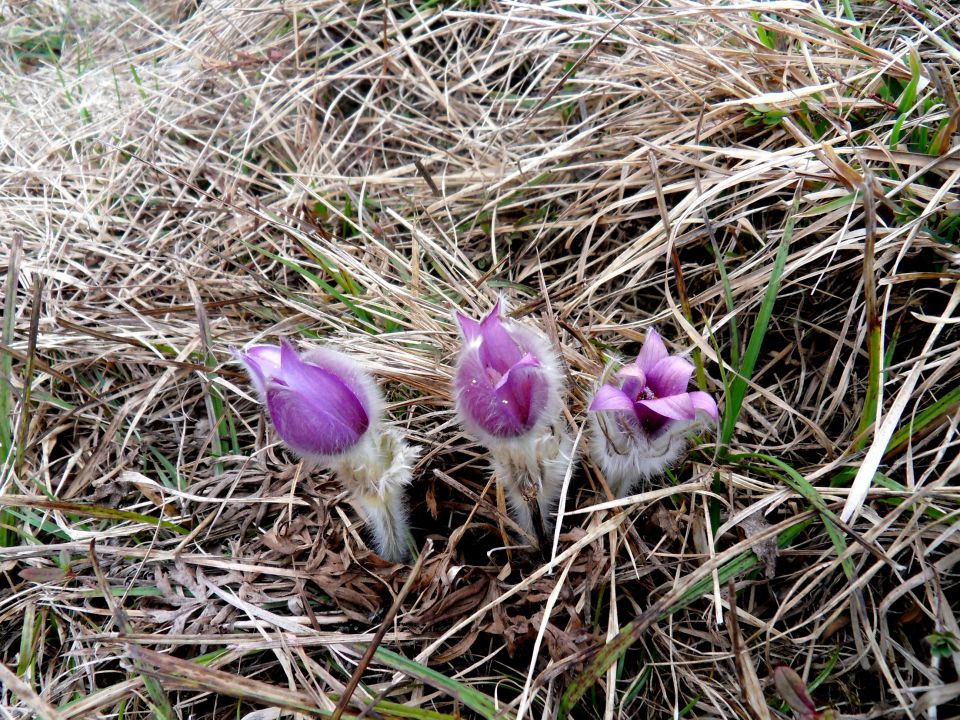 18. 3. 2013 - foto povečava