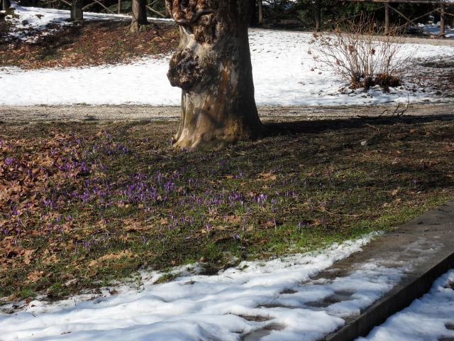 19. 3. 2013a - foto