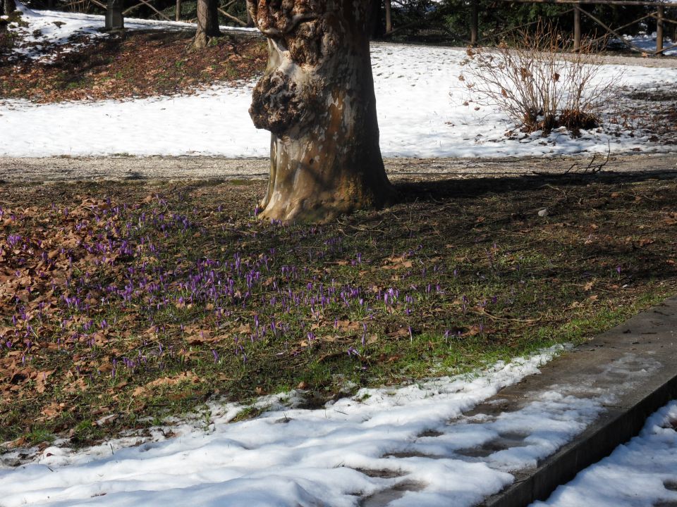 19. 3. 2013a - foto povečava