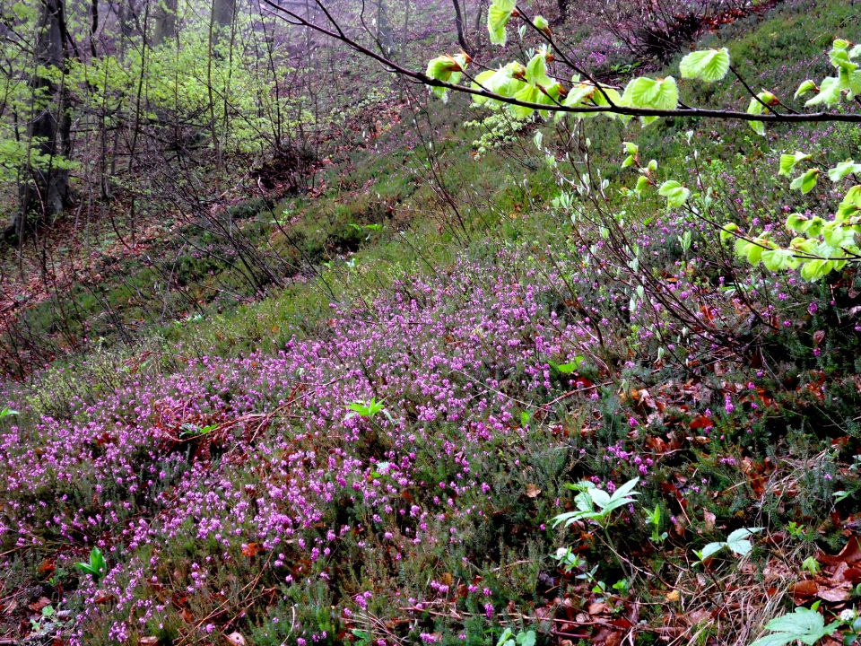 23. 4. 2013 - foto povečava