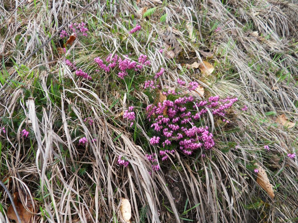 23. 4. 2013 - foto povečava