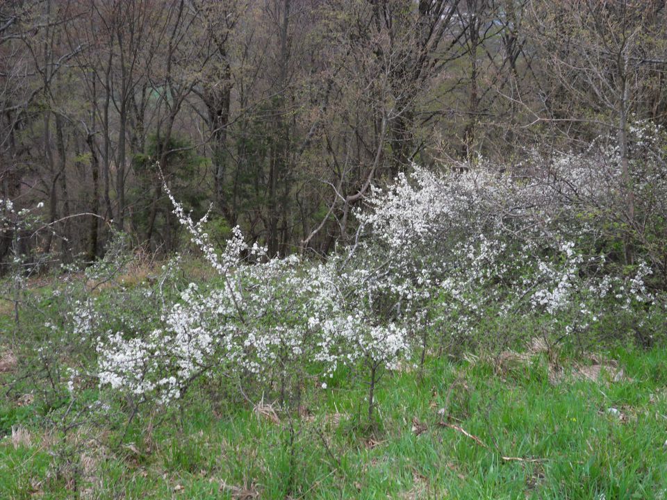 29. 4. 2013 - foto povečava