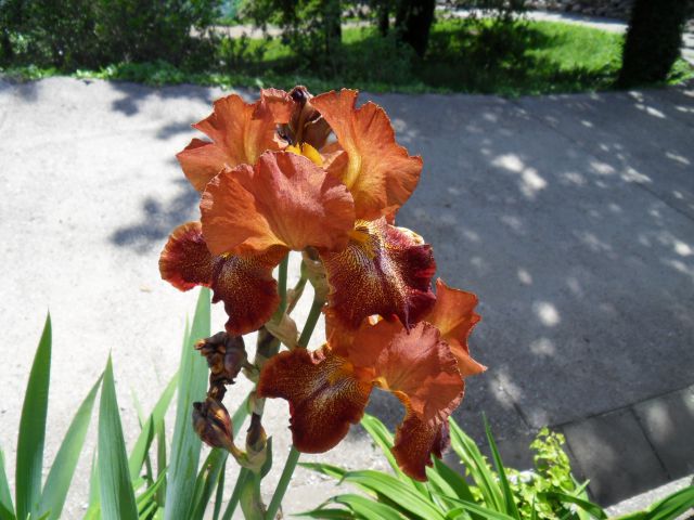 20. 5. 2013 - foto