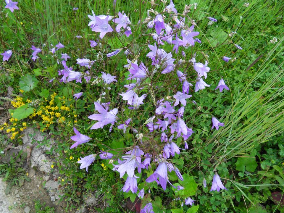 29. 5. 2013 - foto povečava