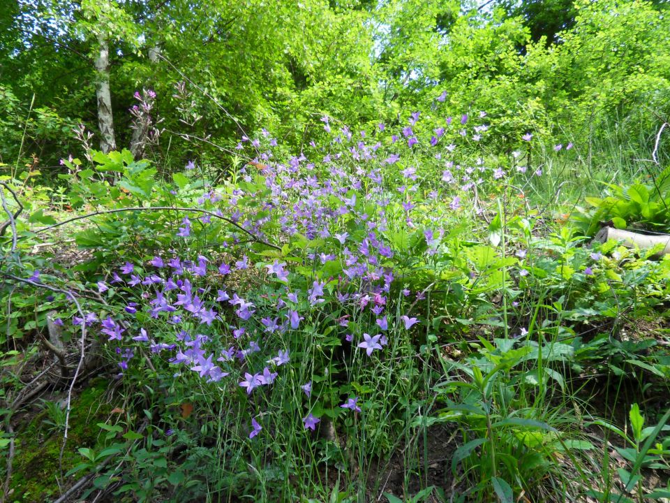 29. 5. 2013 - foto povečava