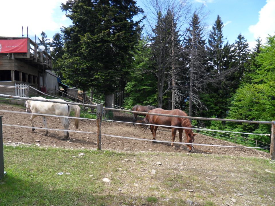 5. 6. 2013 - foto povečava