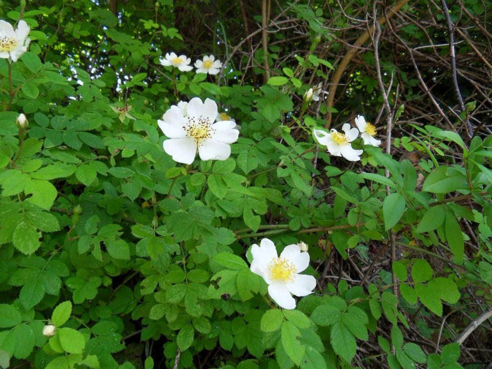 8. 6. 2013 - foto povečava