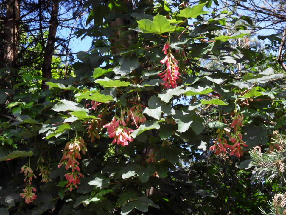 10. 6. 2013 - foto povečava