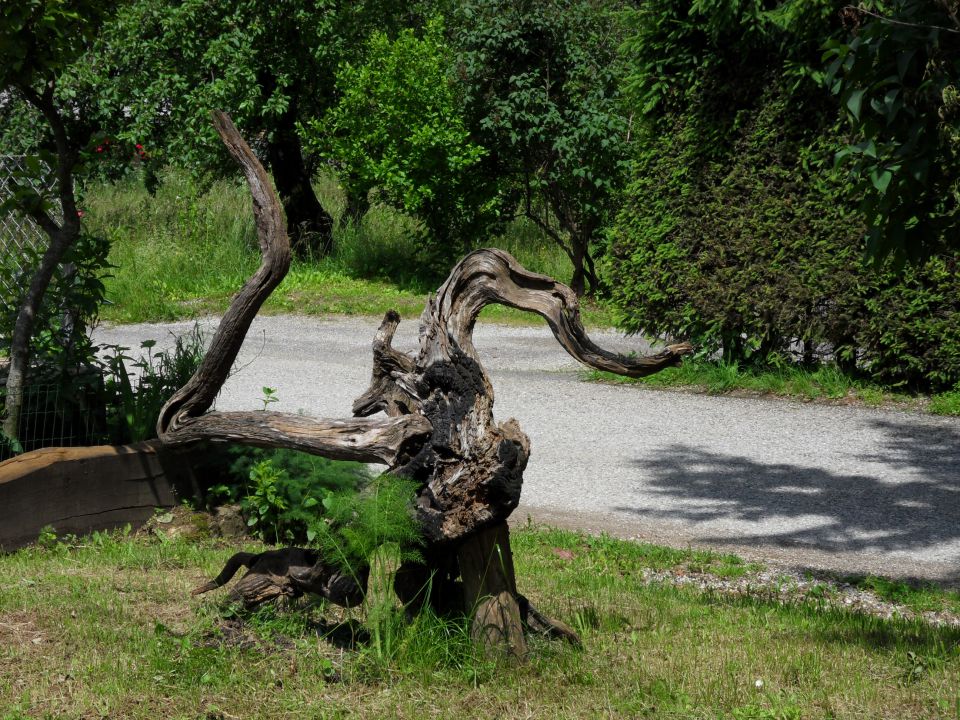 10. 6. 2013 - foto povečava