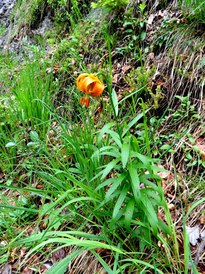 25. 6. 2013 - foto povečava