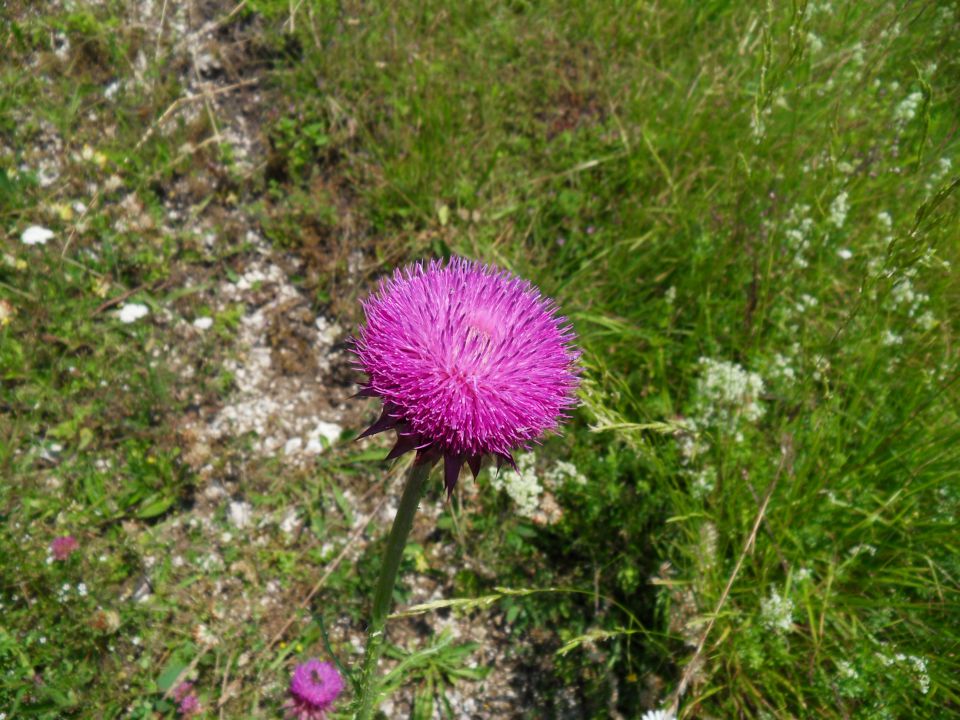 9. 7. 2013 - foto povečava