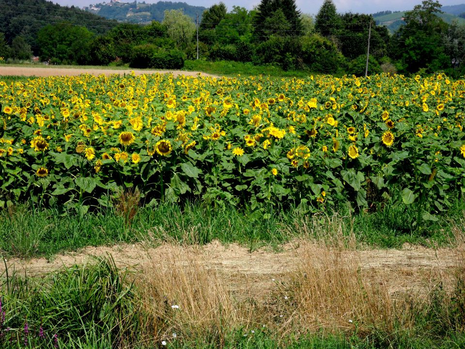 19. 7. 2013 - foto povečava