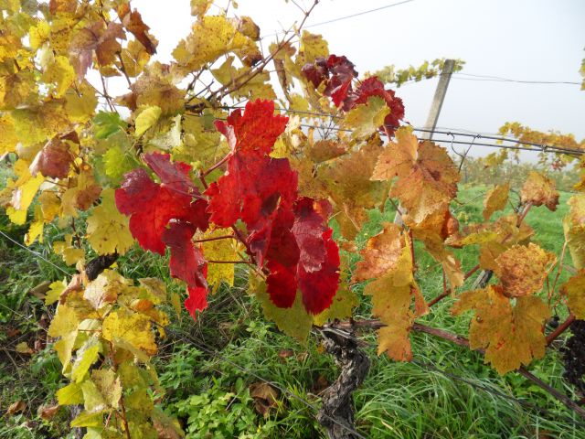 14. 10. 2013 - foto