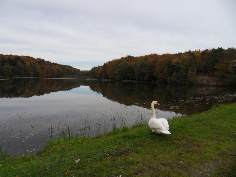 21. 10. 2013 - foto povečava