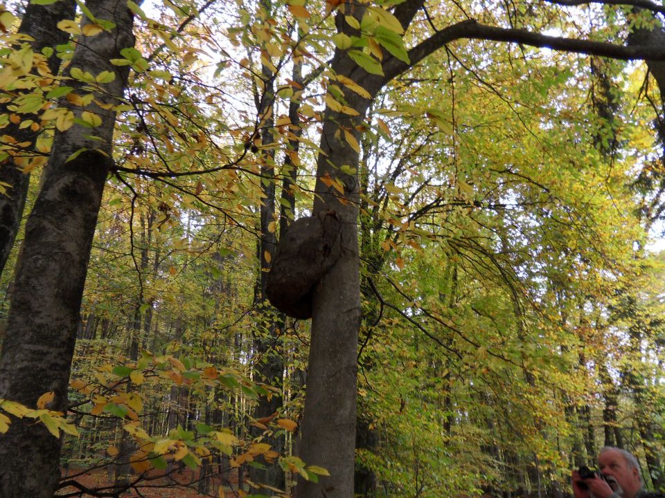 21. 10. 2013 - foto povečava