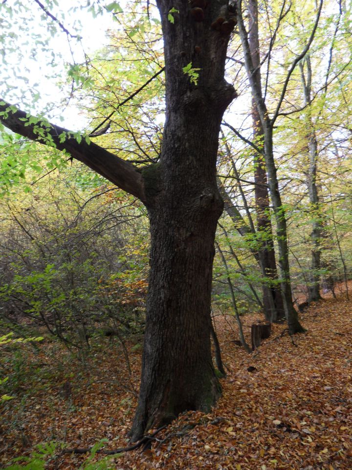 21. 10. 2013 - foto povečava