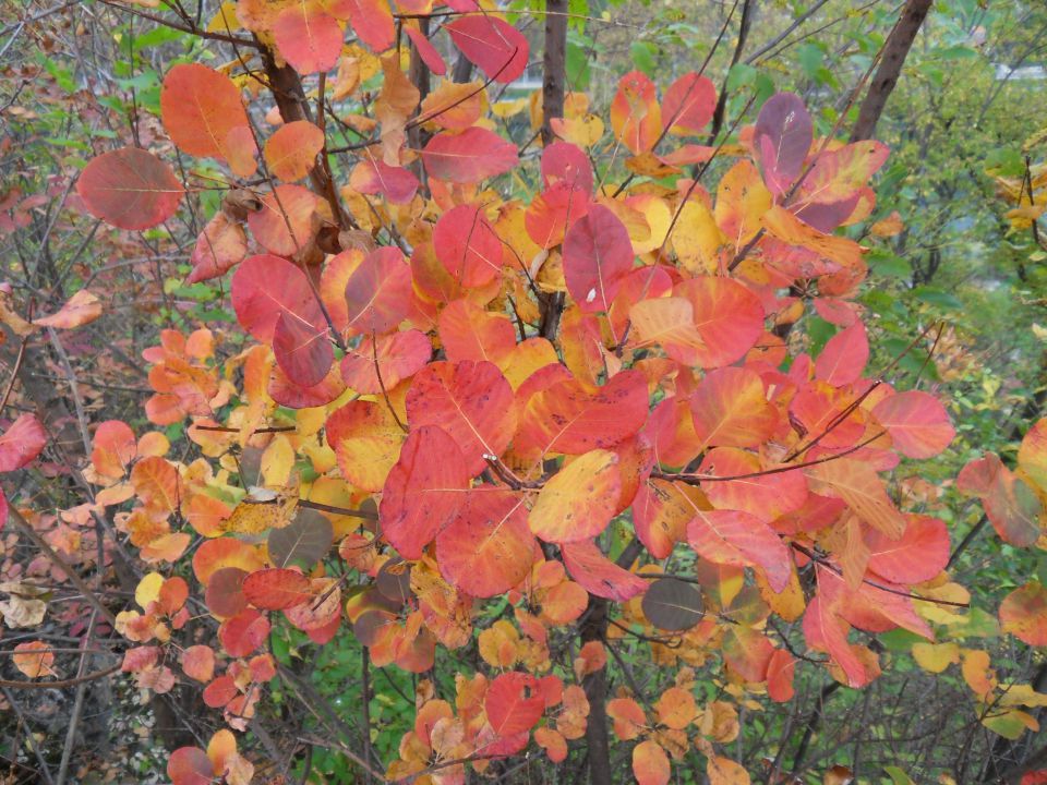 24. 10. 2013 - foto povečava