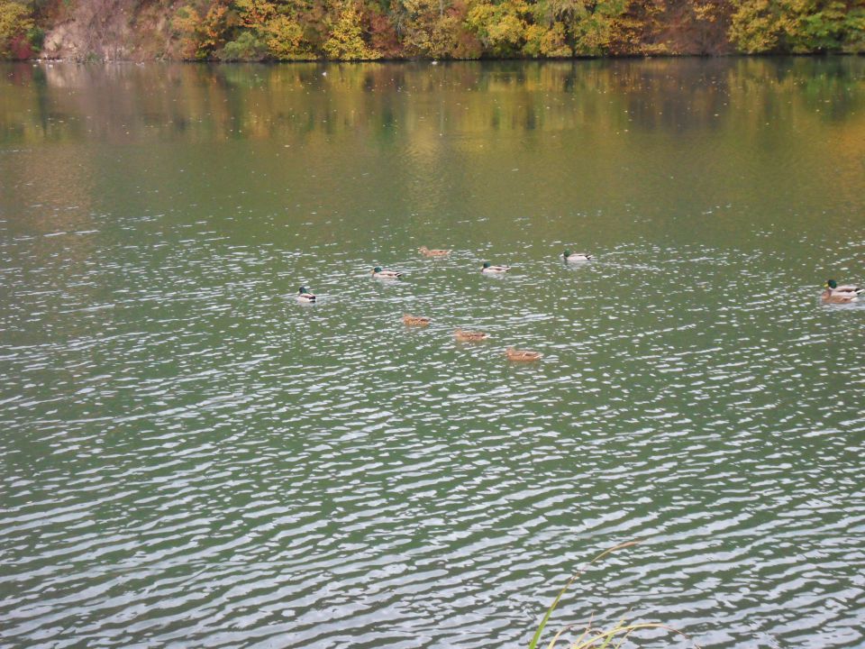 24. 10. 2013 - foto povečava