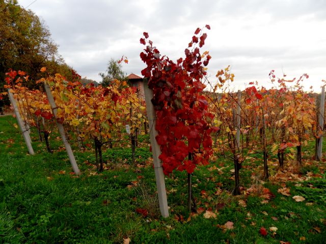 28. 10. 2013 - foto