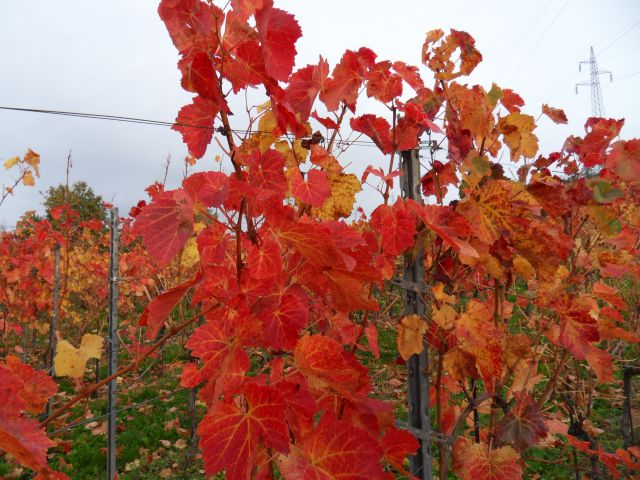 28. 10. 2013 - foto