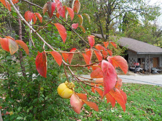 28. 10. 2013 - foto