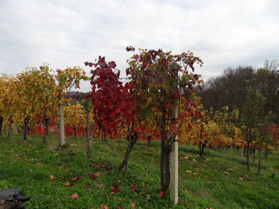 31. 10. 2013 - foto povečava