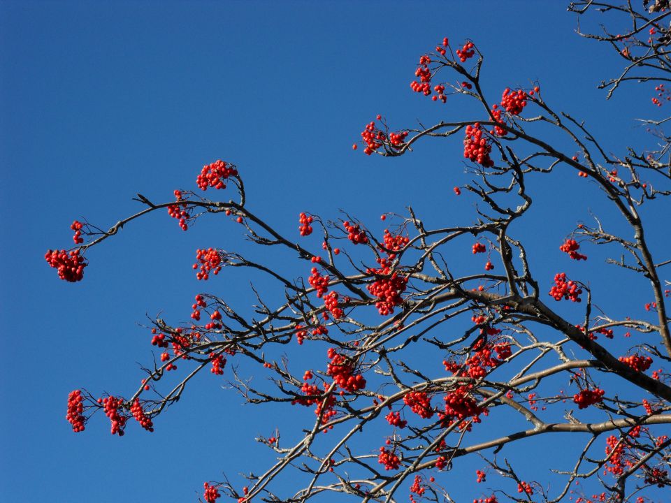 25. 11. 2013 - foto povečava