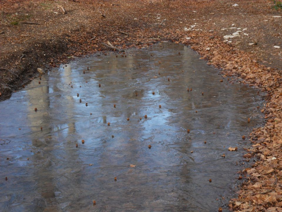 25. 11. 2013 - foto povečava