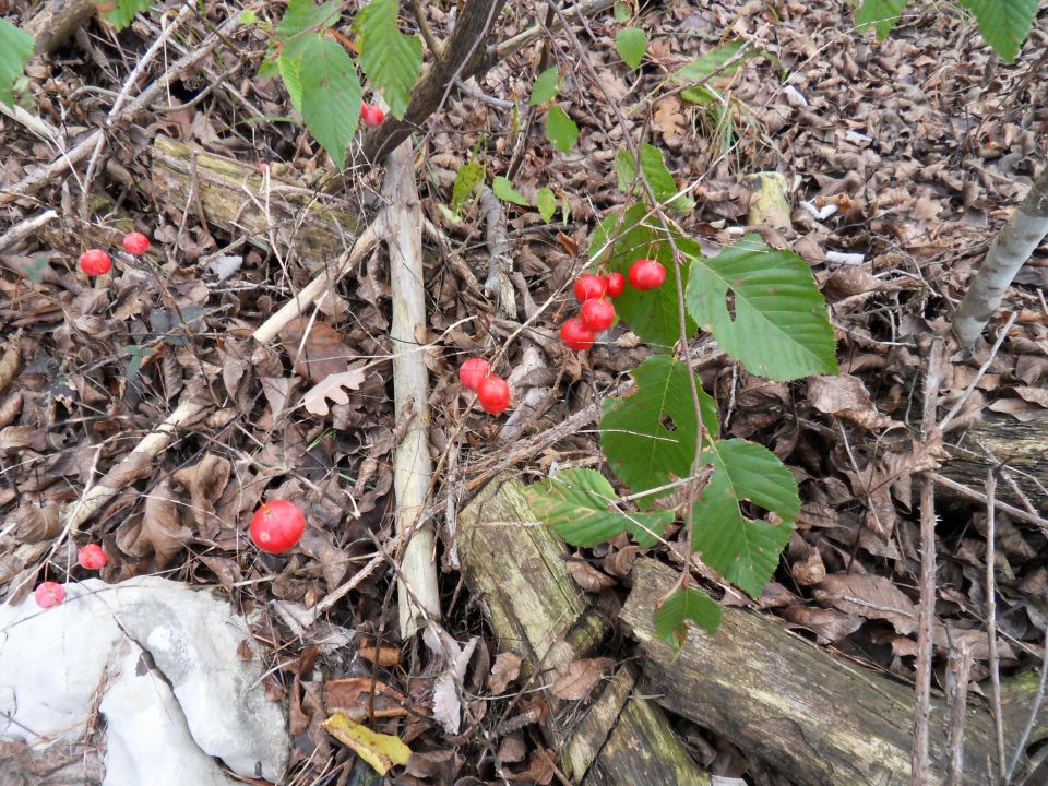 25. 11. 2013 - foto povečava