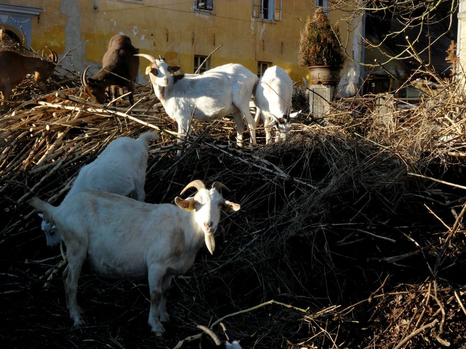 1. 12. 2013 - foto povečava