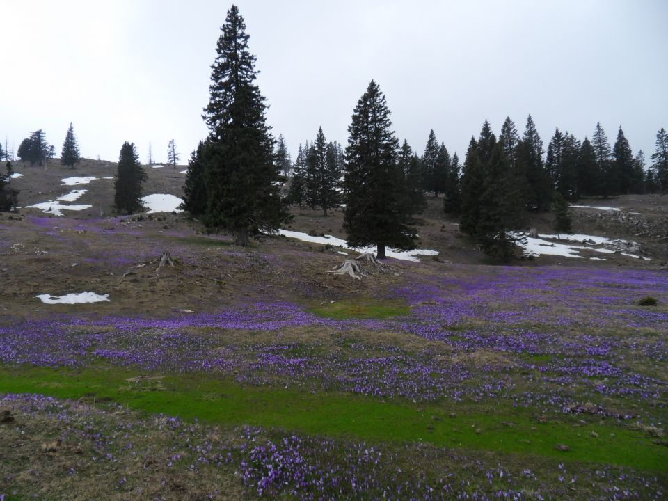 14. 4. 2014 - foto povečava