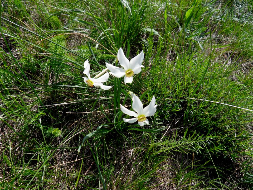 5. 5. 2014 - foto povečava