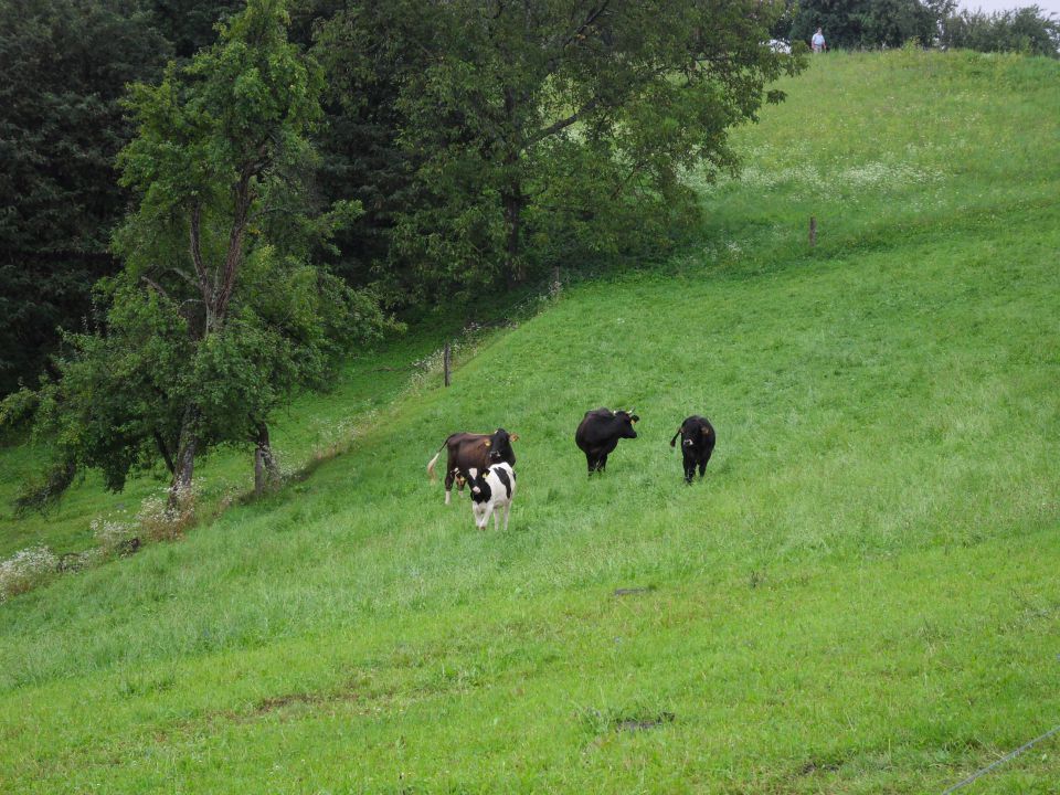 28. 7. 2014 - foto povečava