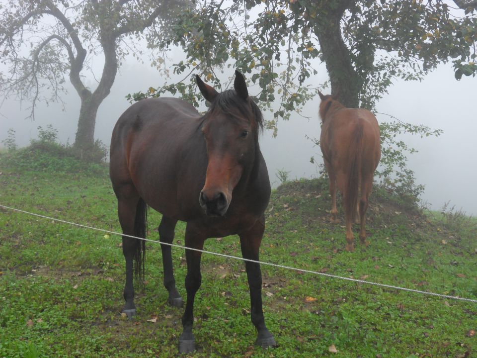 8. 9. 2014 - foto povečava